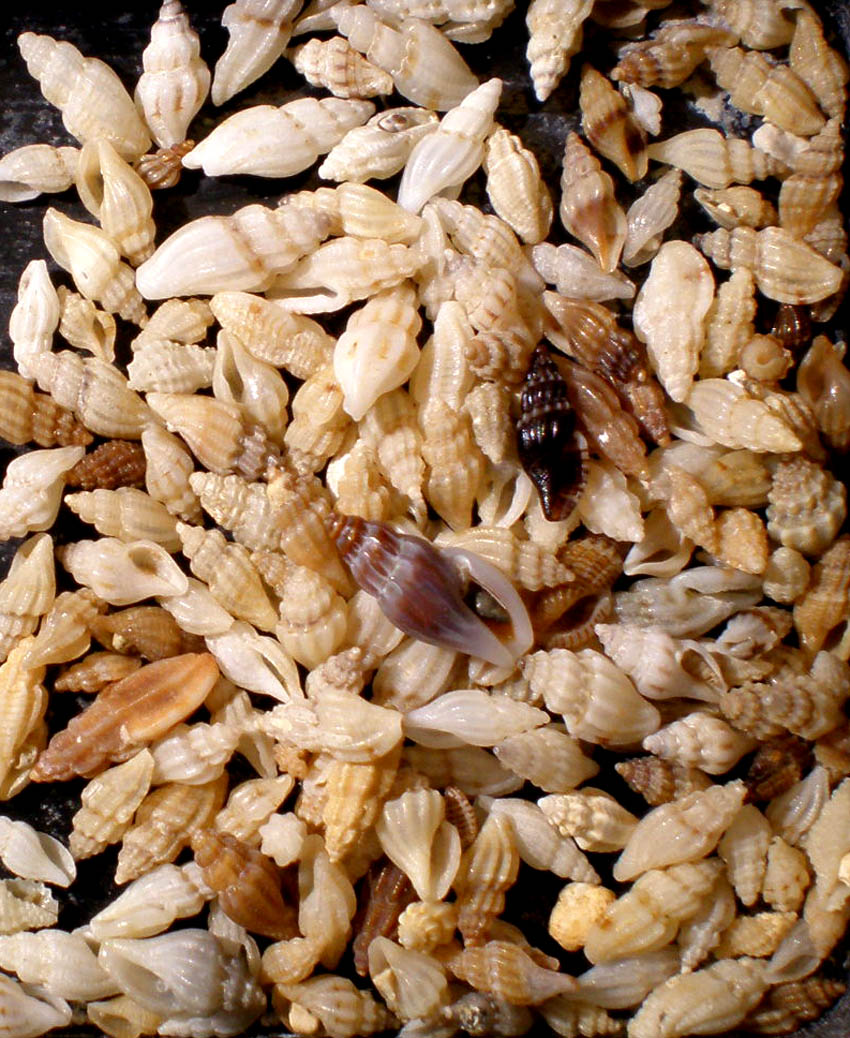 Con tanta pazienza...