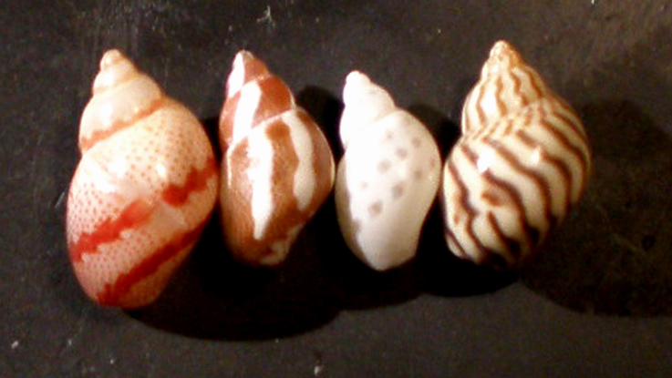 Phasianellidae Tricolie meravigliose.