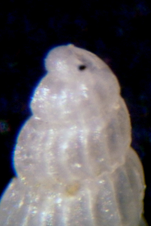 Conferma Chrysallida emaciata