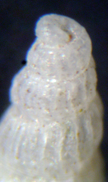 Conferma Chrysallida emaciata