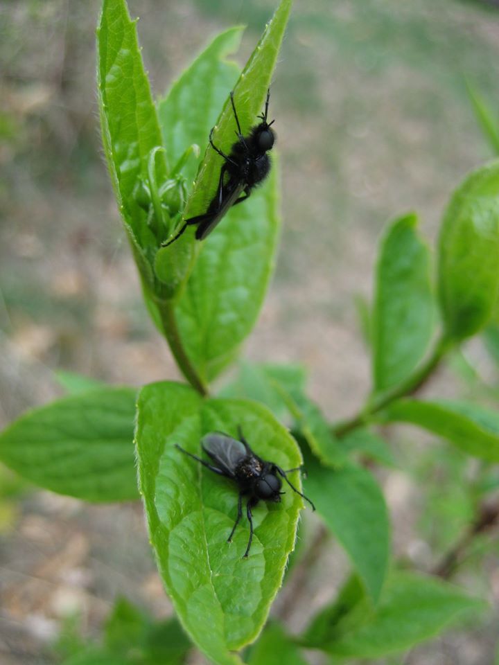 Chi mi aiuta a riconoscere che tipo di mosca  questa?