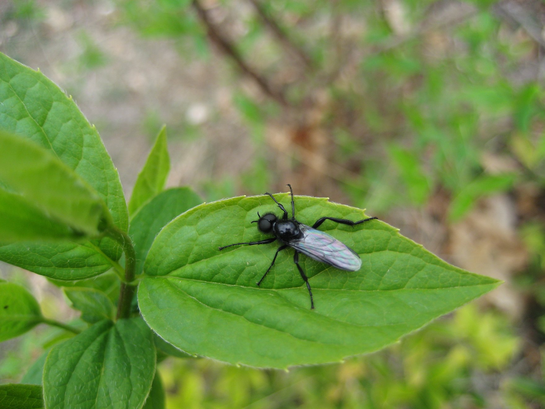 Chi mi aiuta a riconoscere che tipo di mosca  questa?