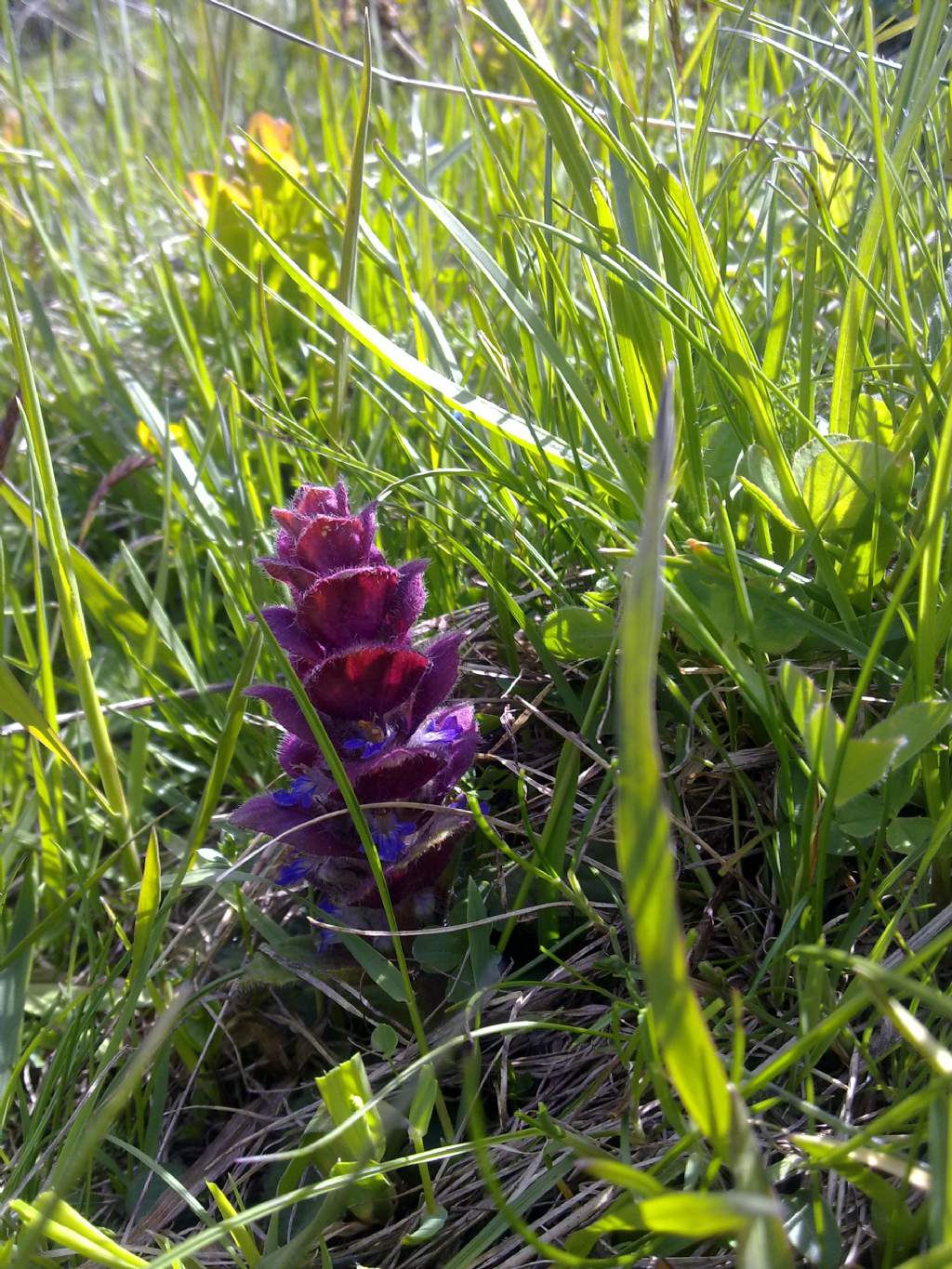 Ajuga pyramidalis