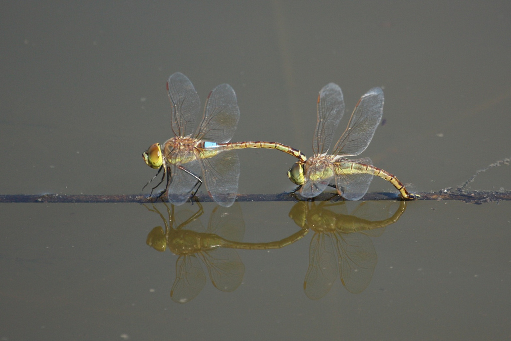 Anax ephippiger