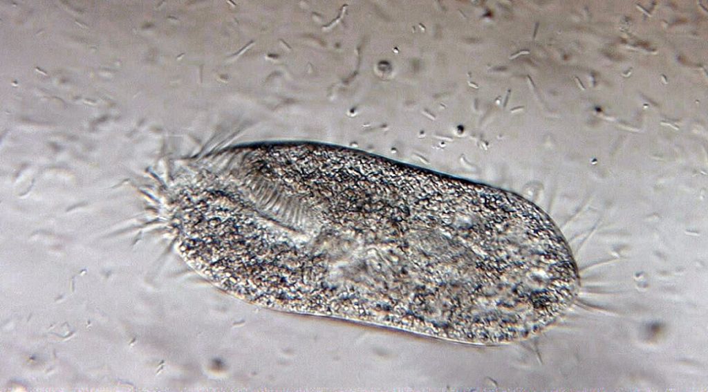 Il primo protista di stagione