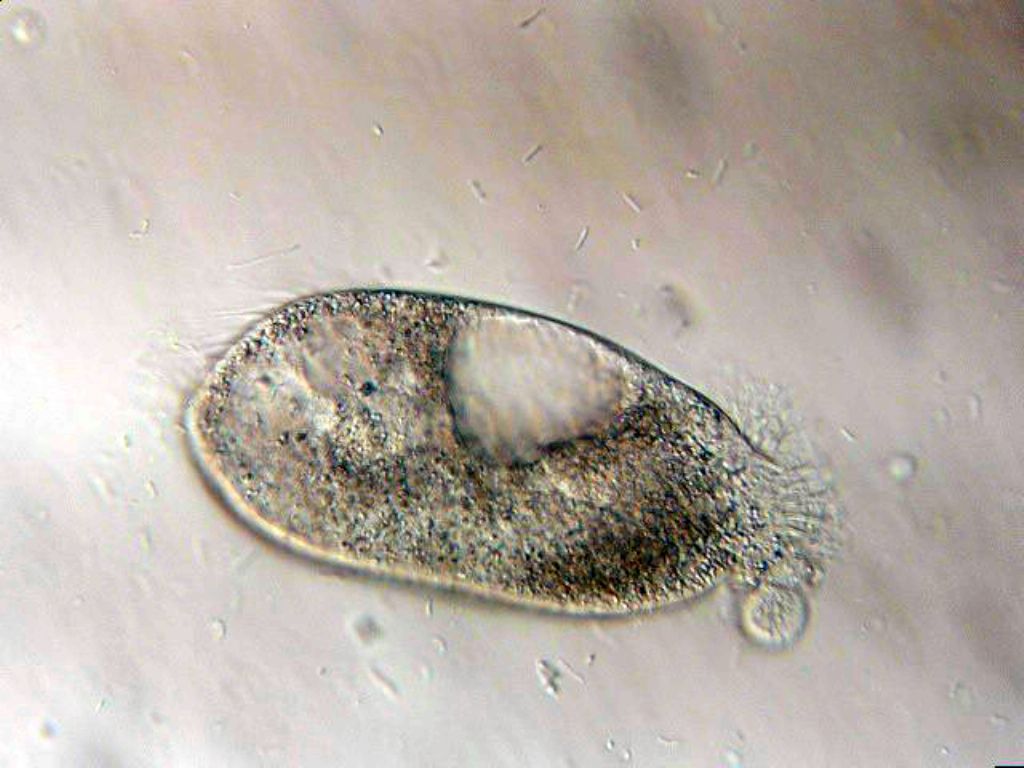 Il primo protista di stagione