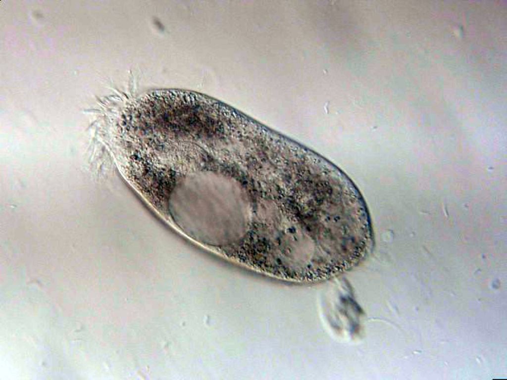 Il primo protista di stagione