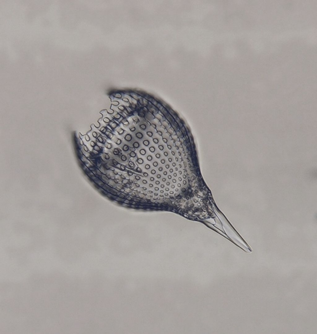 Radiolare III