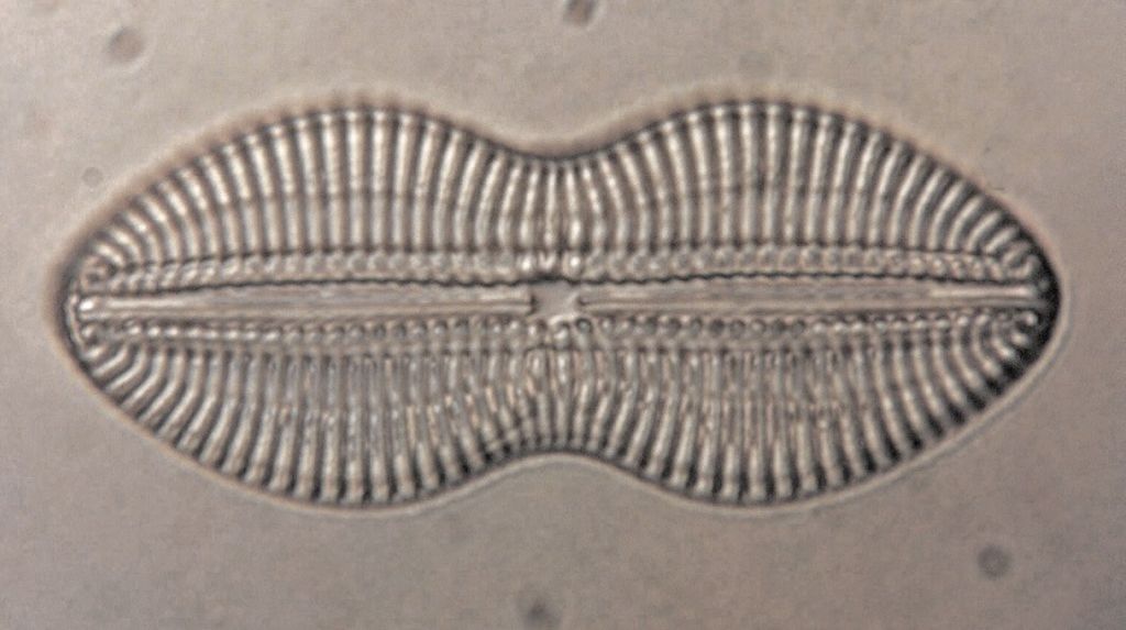 Diatomea II