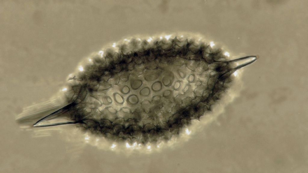 Radiolare