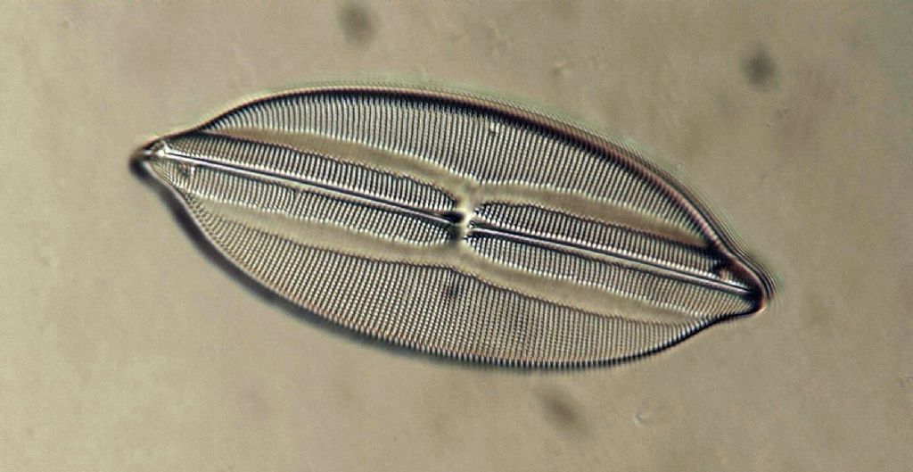 Diatomea