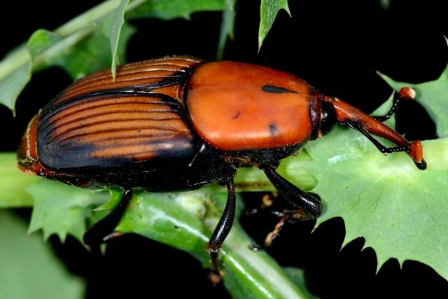 Rhynchophorus ferrugineus
