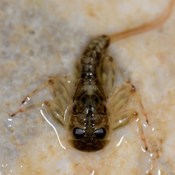 Ninfa di Heptageniidae