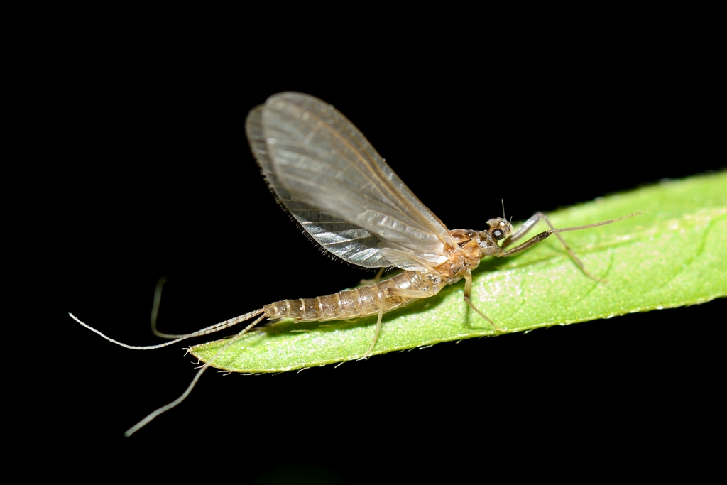 Habrophlebia sp. ?  S !