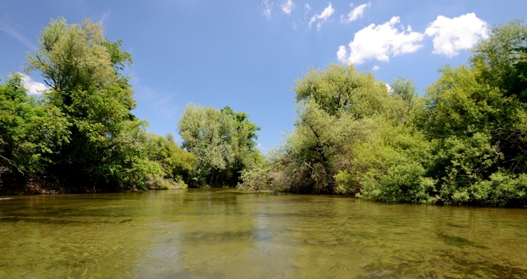 Perlodes dell''Unica (Slovenia)
