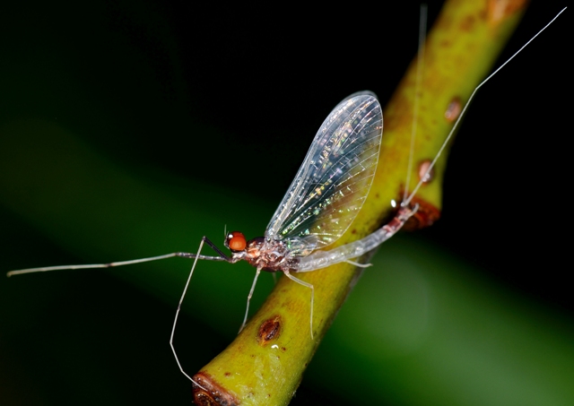 Habrophlebia del Poljanska Sora (Slovenia)