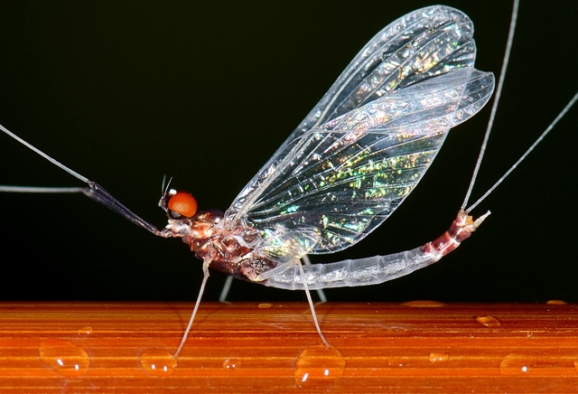 Habrophlebia del Poljanska Sora (Slovenia)