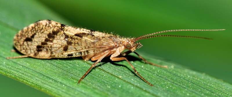 ID Tricottero