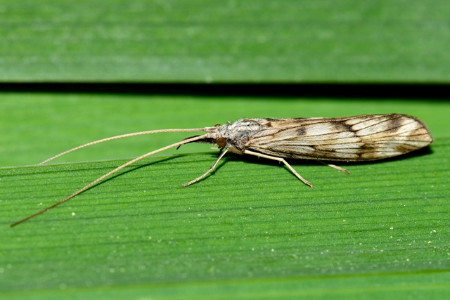 Odontocerum?