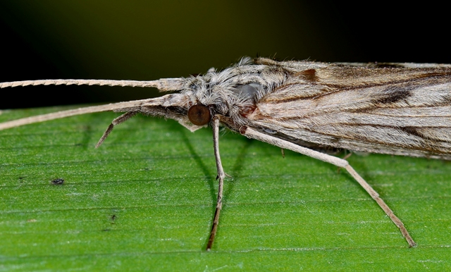 Odontocerum?
