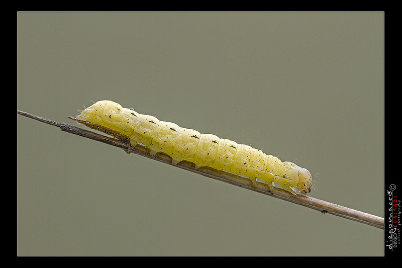 Bruchi Vari