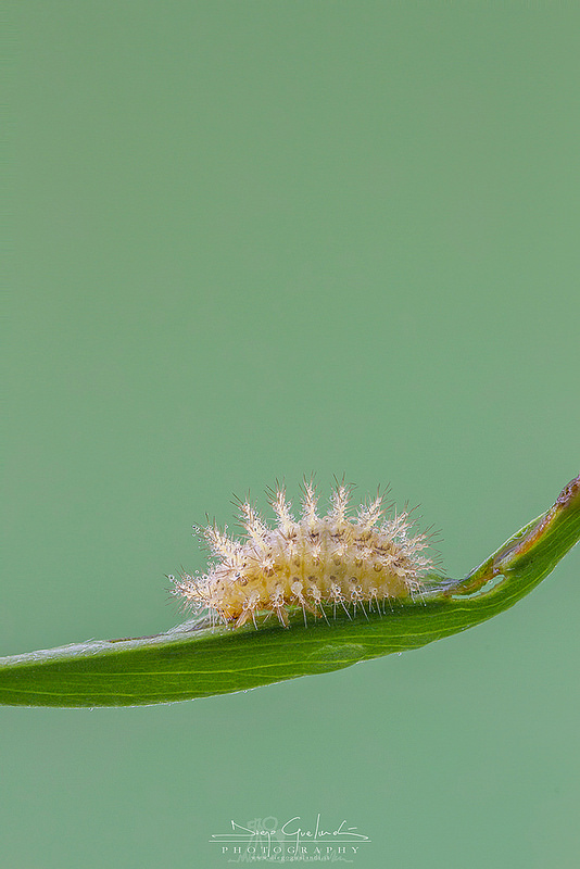 Larva di Coccinellidae: cfr. Subcoccinella vigintiquatuorpunctata