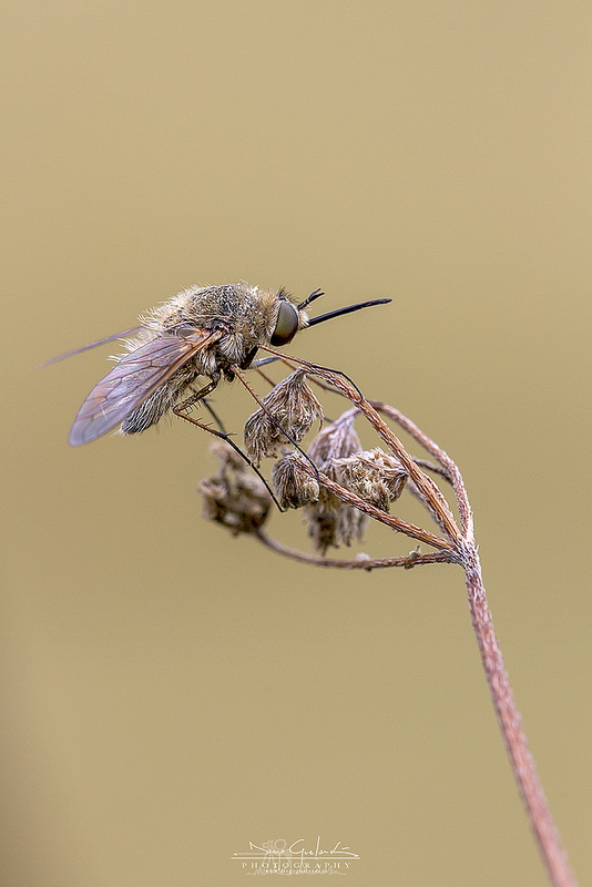 Bombyliidae da ID