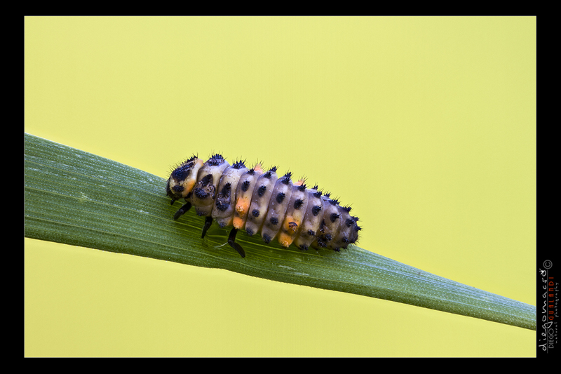 Quale Coccinella - Larva?