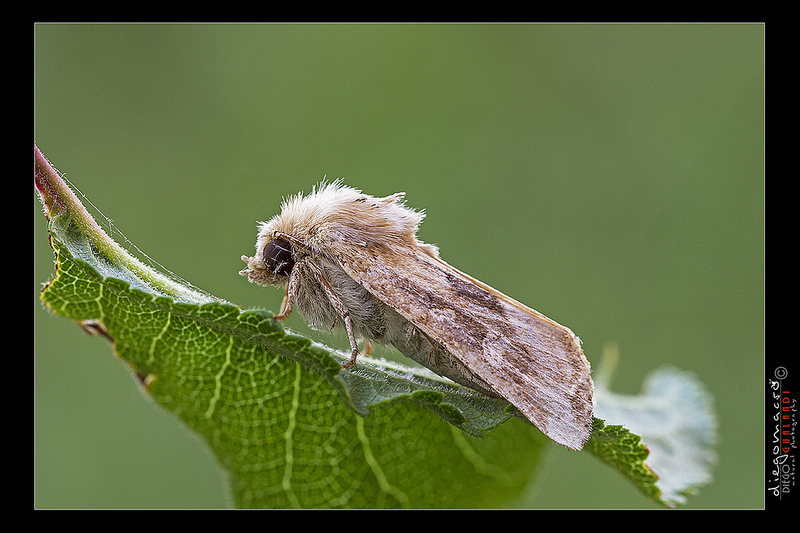 Falena da ID