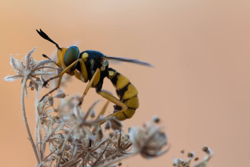 dittero Conopidae