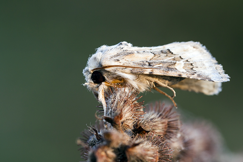 Falena Sconosciuta
