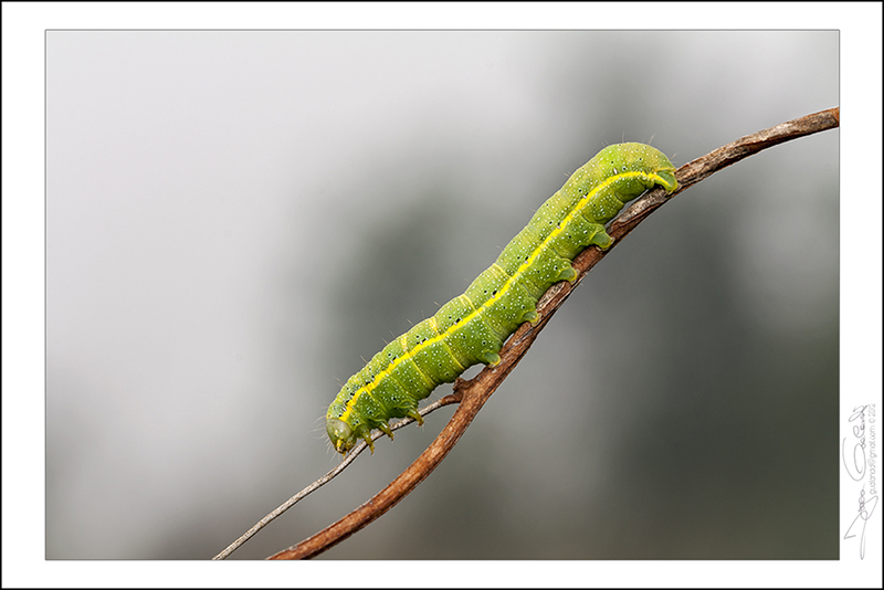 Bruco verde e giallo