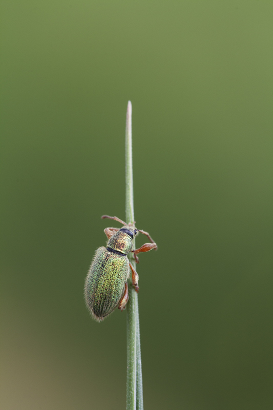 Curculionidae: Phyllobius longipilis