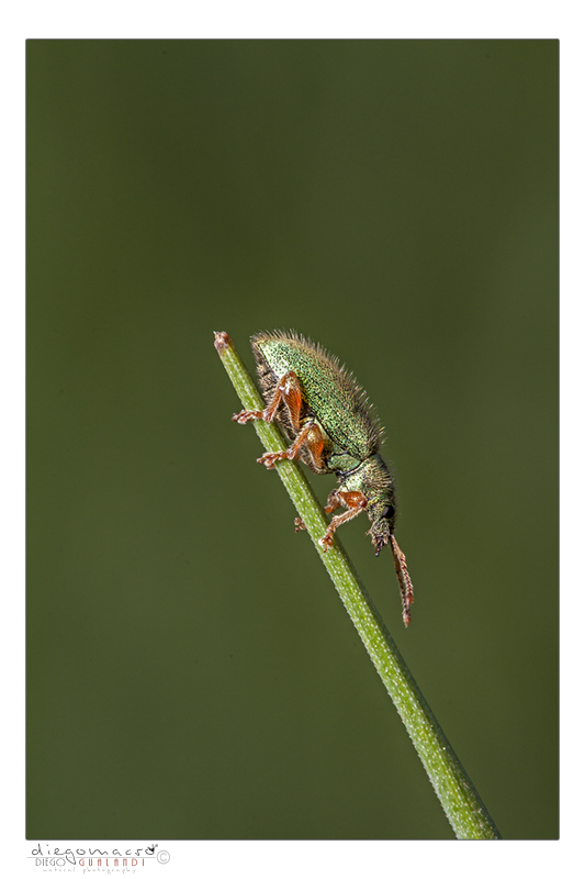 Curculionidae: Phyllobius longipilis
