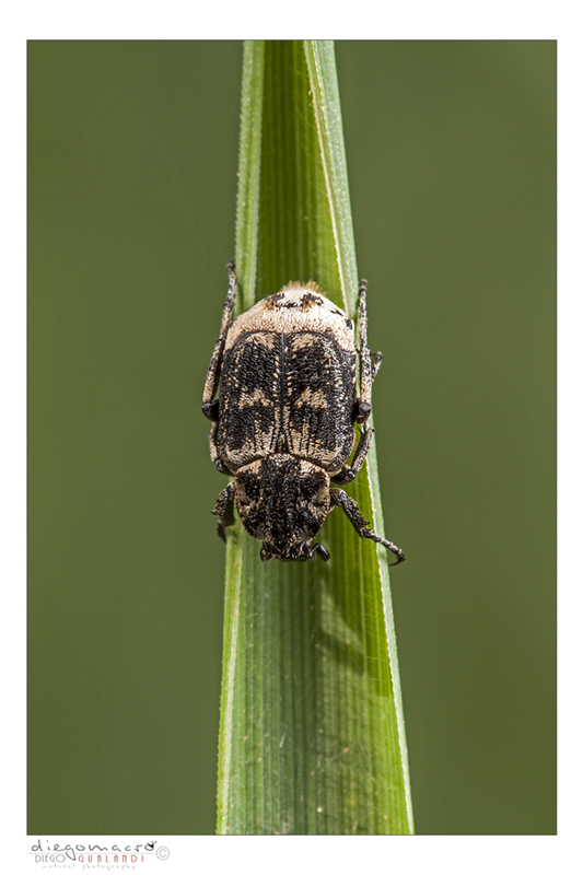 Valgus hemipterus