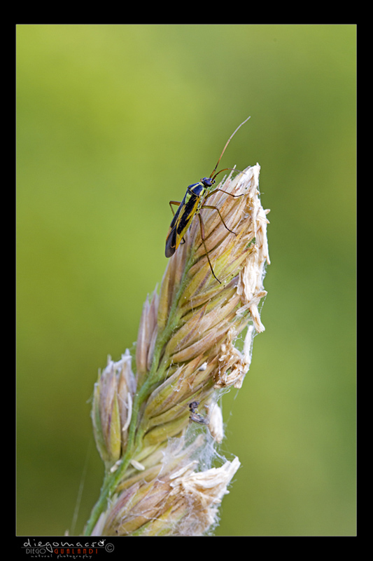 Miridae: Stenotus binotatus dell''Emilia (BO)