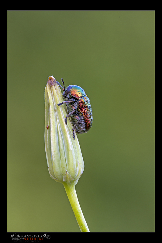 E'' un coleottero? Cryptocephalus sp.