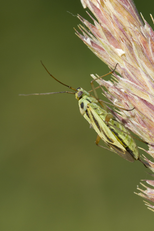 Miridae: Stenotus binotatus femmina dall''Emlilia (BO)