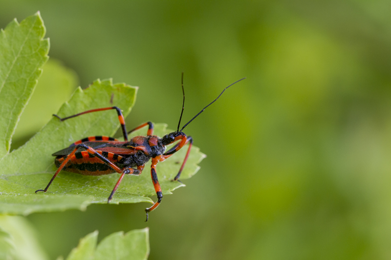 Quale Rhynocoris?