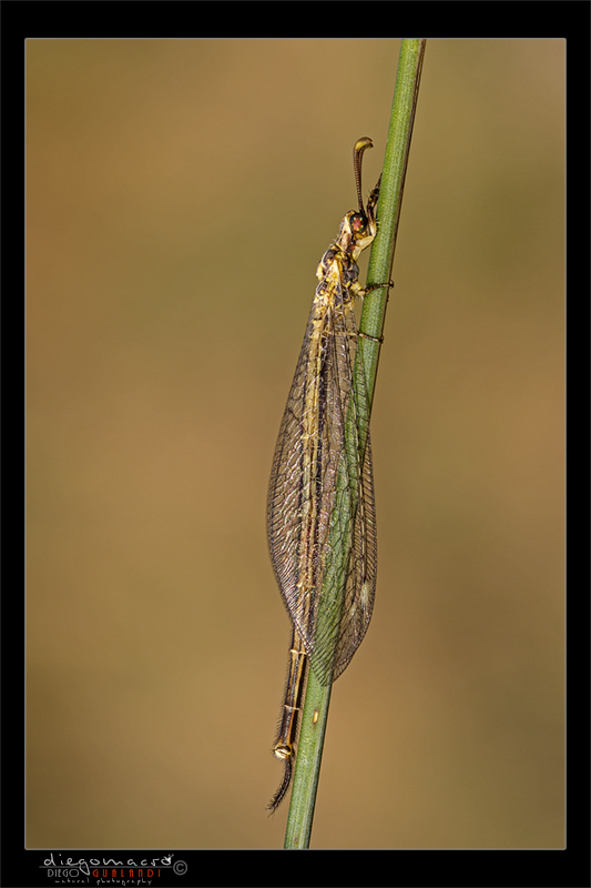 Quale Myrmeleontidae?