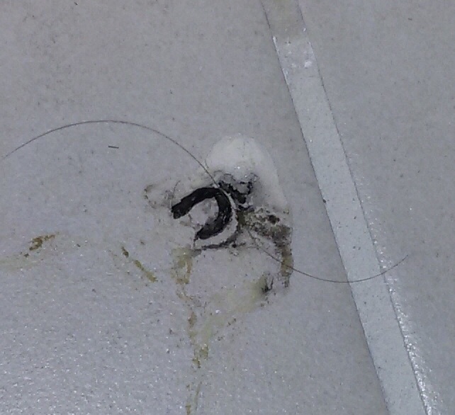 Escrementi, a chi appartengono questi?