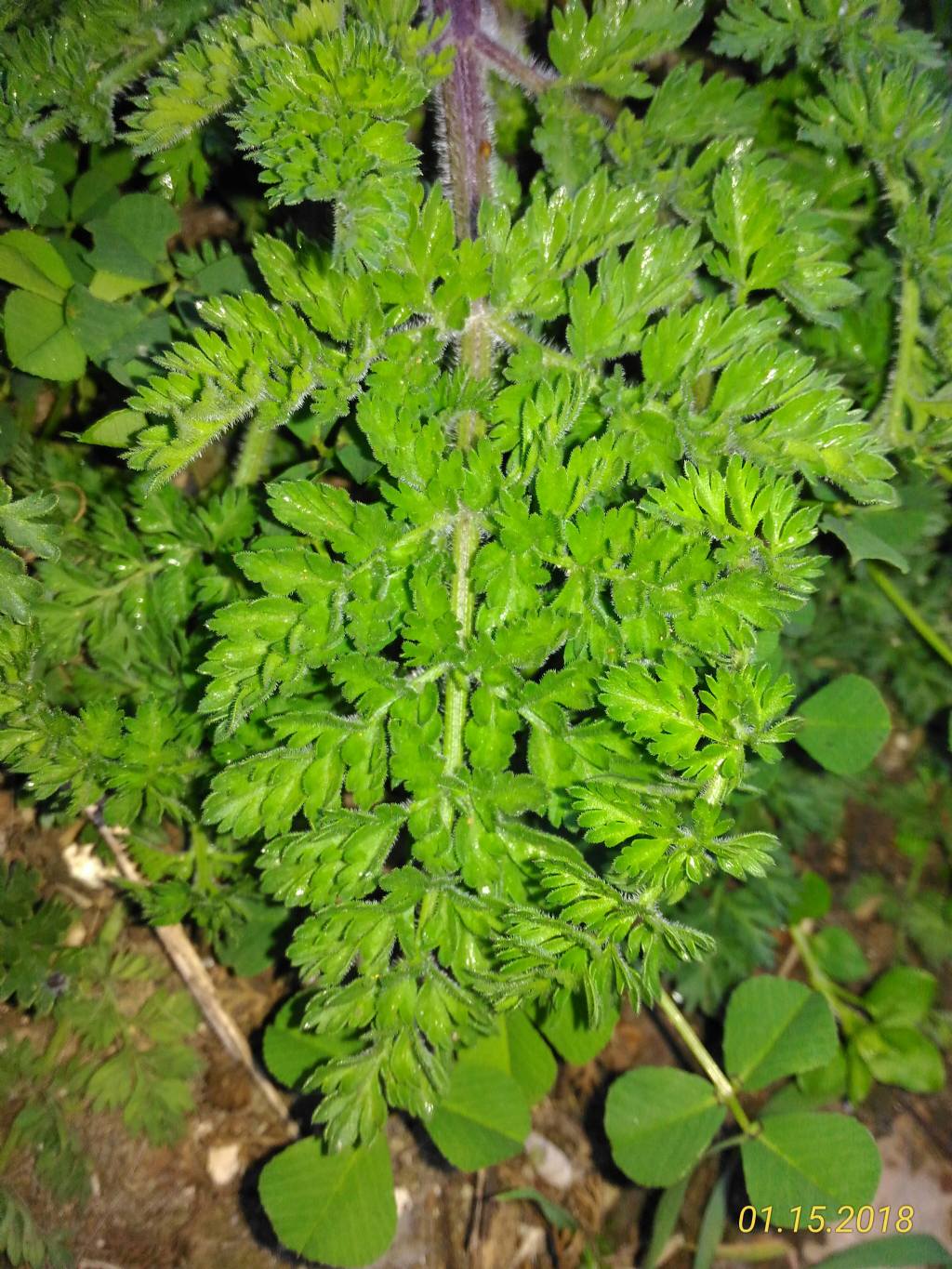 Erbacea da determinare:  cfr. Erodium acaule (Geraniaceae)