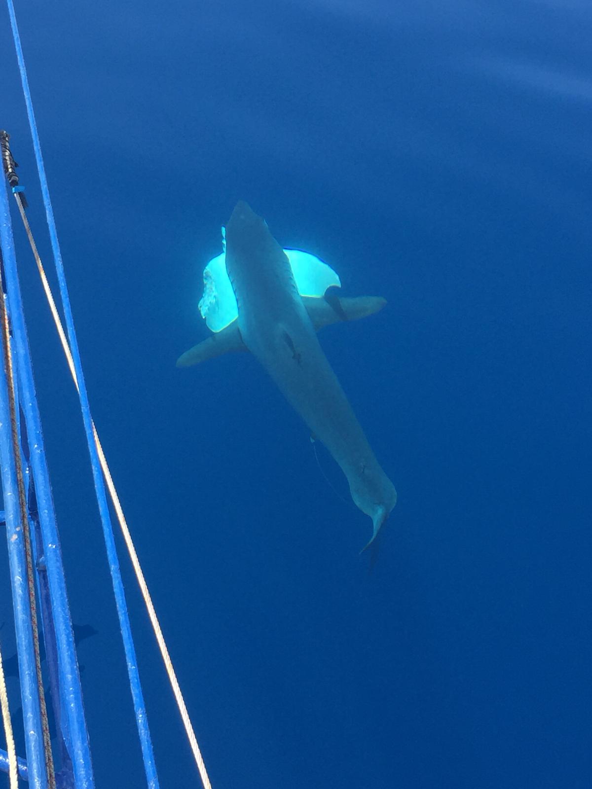Squalo Isurus oxyrinchus  dallo Stretto di Messina