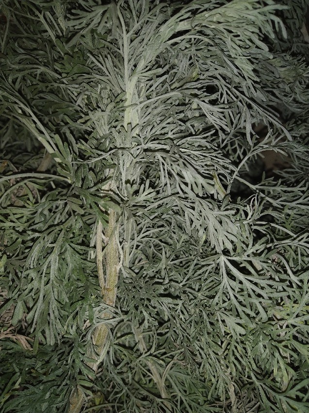 Artemisia sp.