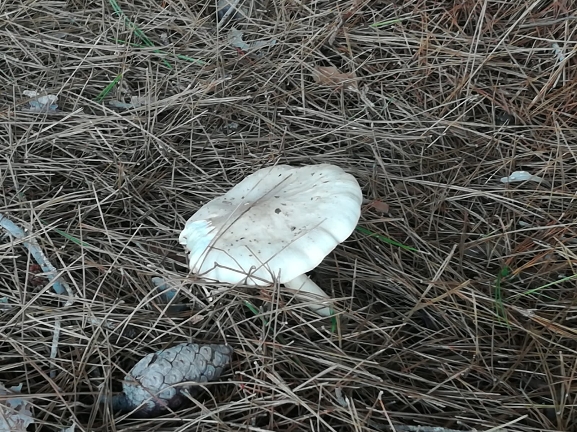 Riconoscimento funghi , Sicilia # 1