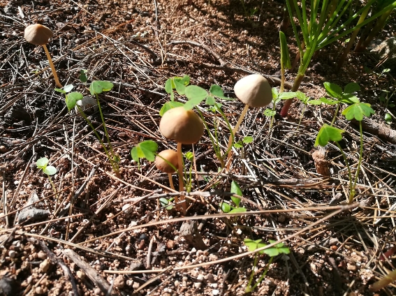 Riconoscimento funghi , Sicilia # 2
