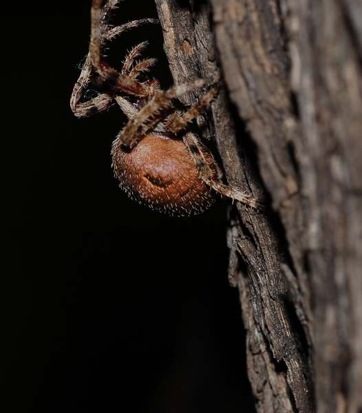 Araneus sp. (A. angulatus o A. circe)