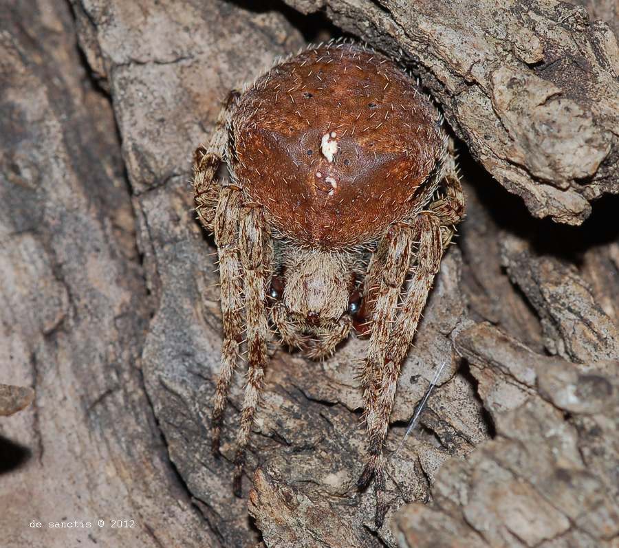 Araneus sp. (A. angulatus o A. circe)