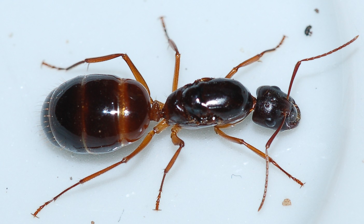 Grossa formica regina: Camponotus barbaricus