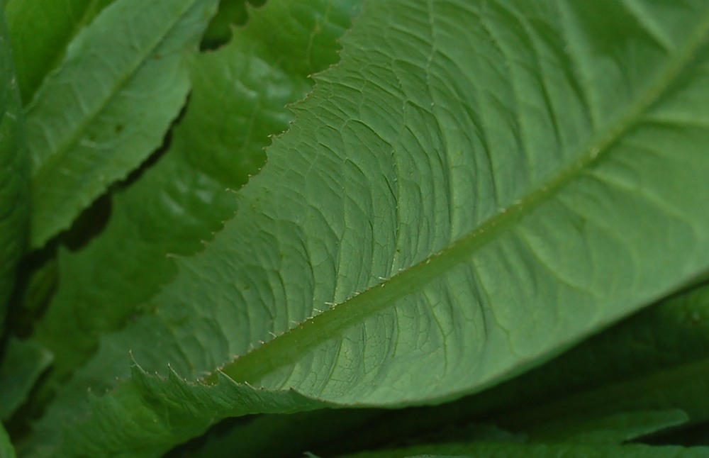 Erbacea da determinare